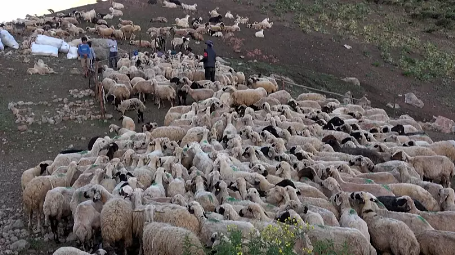 Türkiye'deki mültecilerin farklı yüzü: Yüksek dağlarda çobanlık yapan Afganlar